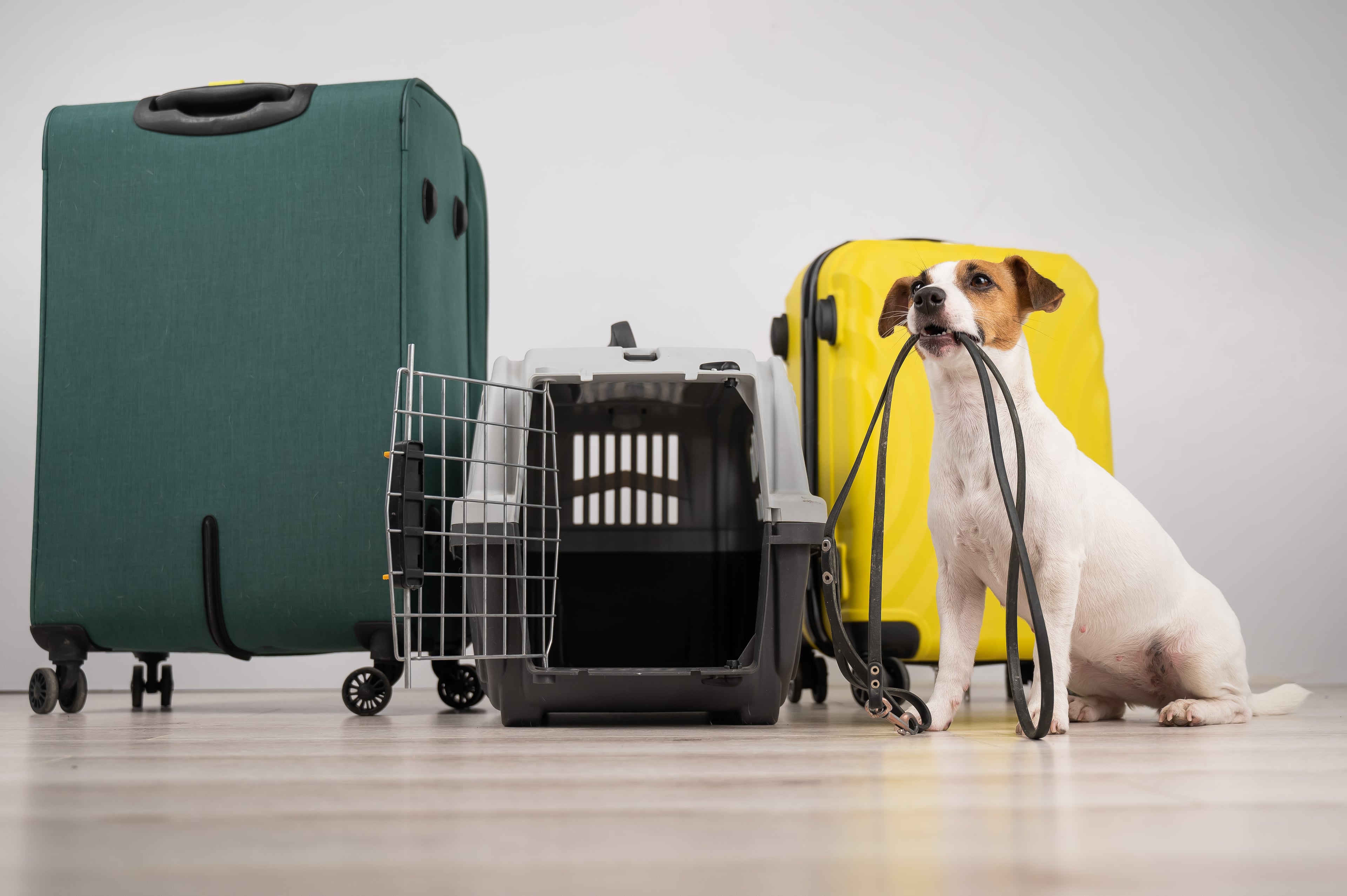 Pet Relocation Services (Regulatory Concierge)